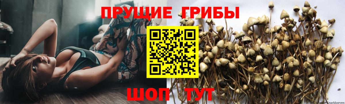 Псилоцибиновые грибы прущие грибы  Галлюциногенные грибы GOLDEN TEACHER  Сызрань  Вход с VPN 